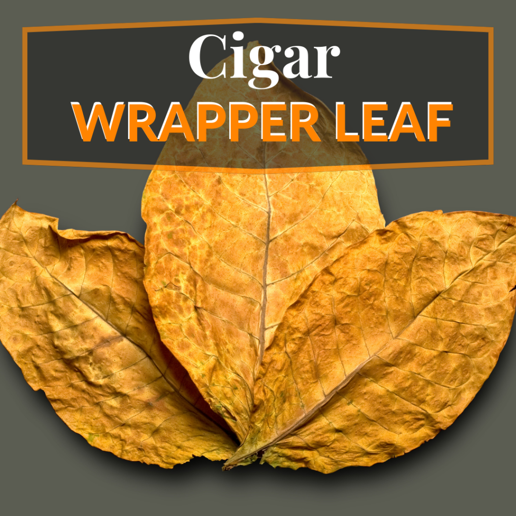 Cigar Wrapper Leaf