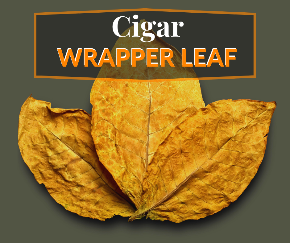 Cigar Wrapper Leaf